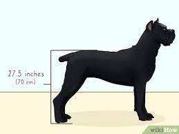Ring tail, or tail carried vertically. 3 Ways To Identify A Cane Corso Wikihow Pet