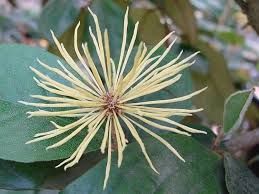 Image result for Trichocladus ellipticus