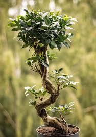 Image result for Ficus