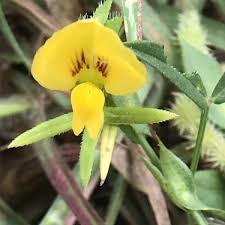 Image result for Zornia