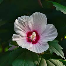 Image result for Hibiscus mechowii
