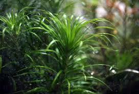 Image result for Syngonanthus