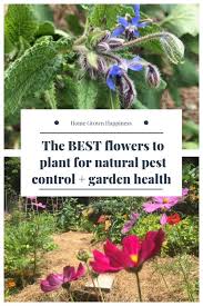 We did not find results for: Flowers In The Garden Beneficial Blooms Natural Pest Control Garden Gardening For Dummies Planting Flowers
