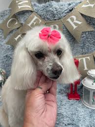 The Gentle Groomer added a new photo.