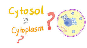 The eukaryotic cells are present both in the plants and animals. Cytosol Vs Cytoplasm What S The Difference Youtube