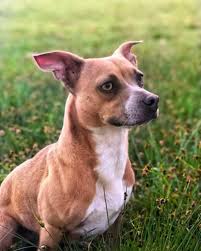 Most of them weigh within 20 lbs and may even possess the yappy and stubborn nature. Chihuahua Pitbull Mix 3 Reasons To Avoid Doggypedia