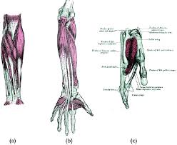 The wrist is a complex system of many small bones (known as the carpal bones) and ligaments. 1 Forearm Muscles Representation A Front Of The Left Forearm Download Scientific Diagram