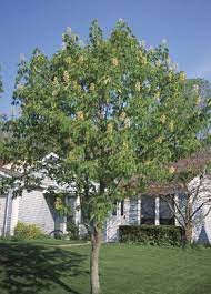 The principal characteristics used to distinguish trees are features of their leaves. Ohio Buckeye Ohio Department Of Natural Resources