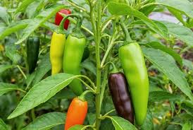 Image result for Capsicum
