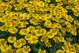 Image result for Helenium autumnale