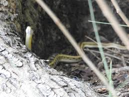 Image result for Amphiasma