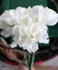 Foam bricks hold flowers up for the perfect arrangements and displays by using either fresh or artificial flowers and leaves. Monday Morning Blooms Lola And Gracie Inspired Puppy Bouquet Home Is Where The Boat Is