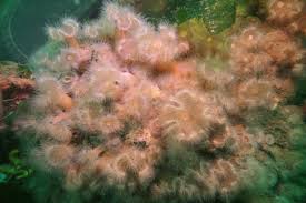 Image result for Aneilema nicholsonii