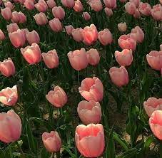 Aesthing Flower Aesthetic Tulips Garden Spring Aesthetic