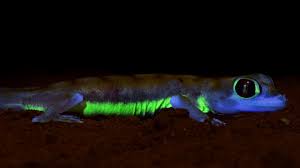 Check spelling or type a new query. Moonlight Makes Desert Geckos Glow Neon Green Live Science