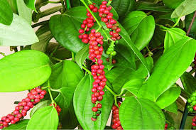 Image result for black peppers