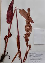 Image result for Rumex