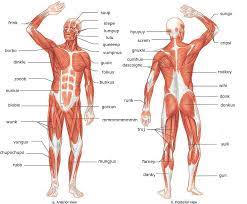The names of some muscles reflect their shape. Scientific Muscle Names Album On Imgur
