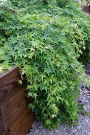 We have a beautiful, albeit overgrown, japanese maple outside our kitchen window. Frantisek Bajer Frantiekbajer Profil Pinterest