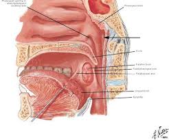 Image result for tonsilla palatina