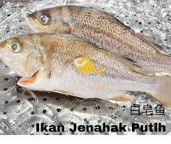 Digital platform for read korean webtoons. Fatty Fish Home Delivery è‚¥è‚¥é±¼å®…é… Photos Facebook