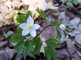 Image result for Isopyrum nipponicum
