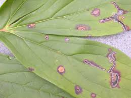 Phytophthora blight, caused by phytophthora capsici, is the most destructive disease of bell pepper in the united states. Peony Problems