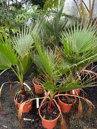 Image result for Washingtonia filifera