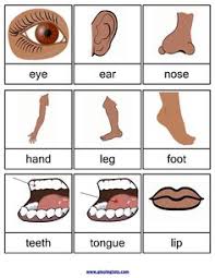 Human body parts vocabulary in tamil helps you to learn all organs of the human body names in tamil language • eye, ear, head, knee, bone, brain, breast, chest human body parts are one part of common words used in daily life. 18 Tamil Ideas Tamil Language Letters For Kids 1st Grade Worksheets