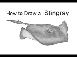 Rays score 3 unanswered to earn comeback win. How To Draw A Stingray Youtube