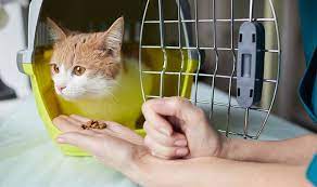 kedi ve kopeklerde mikrocip