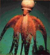The Largest Octopus In The World Is The Pacific Giant Octopus Born The Size Of A Pea By The Time It Is Two Years O Underwater Creatures Weird Art Octopus Art