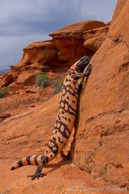 Arizona Lizard Black And White Tail Pin On Desert Wildlife