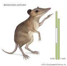Batodonoides | Size & Facts | Britannica