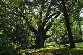 Rosnący przy drodze nr 750 z zagnańska do samsonowa w województwie świętokrzyskim. Teren Wokol Debu Bartek Sozosfera Ochrona Srodowiska