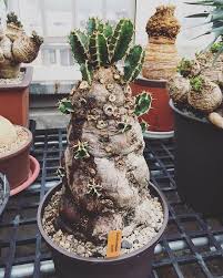 Image result for Euphorbia mlanjeana