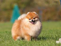 pomeranskij shpic foto sobaki cena opisanie porody harakter video pomeranskij porody sobak foto sobak