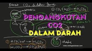 Sebagian besar oksigen diangkut oleh hemoglobin dengan reaksi sebagai berikut: Mekanisme Pengangkutan Co2 Di Dalam Darah Biologi Edukasi Belajar Sains Biologi