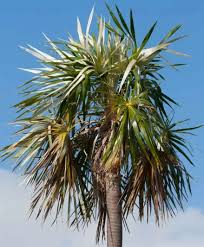 Image result for Coccothrinax