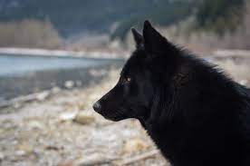 Beautiful Wolf Looking Dog 2 This Is An Alaskan Noble Companion Dog Named Yarrow Wolf Dog Wild Dogs Companion Dog