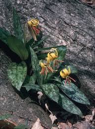 We did not find results for: Spring Wildflowers And Edibles Woodland Info