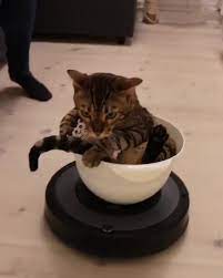 Pin By Cat Dog Quality Pet Store On Funny Hits Cats Cats And Cucumbers Crazy Cats