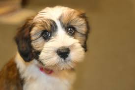My puppy has a bit of a fever. What To Do If Your Dog Has A Fever Canna Pet