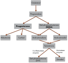 Hormones Behavior Noba