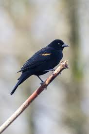 Check spelling or type a new query. Red Winged Blackbird Agelaius Phoeniceus Biodiversity Of The Central Coast