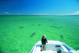 Dugong S Spotted On Tangalooma S Marine Discovery Cruise In Moreton Bay Discovery Cruise Incredible Places Dugong