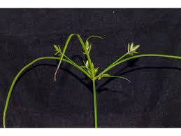 Image result for Cyperus kasamensis