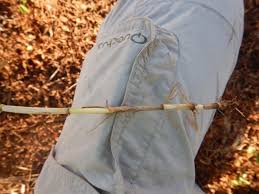 Image result for Setaria geminata