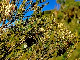 Image result for Vaccinium madagascariense