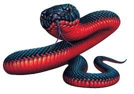 Search Results For Red Bellied Black Snake Pseudechis Porphyriacus Black Snake Tattoo Monkey Stickers Snake